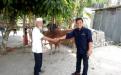 Penyerahan Sumbangan 1 Ekor Sapi Dari PT.Timah Kepada Surau Gotong Royong Srimenanti Sungailiat dari Tito Bora PT. Timah Agro Manunggal kepada Sekretaris Surau Gotong Srimenanti,Drs.H.Armadi Padli